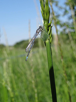 La RNR du Marais de Taligny à La Roche-Clermault