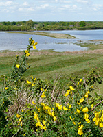 La RNR Terres et Etangs de Brenne, Foucault, Massé