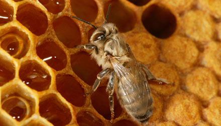 La filière apicole