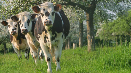 Bovins Lait