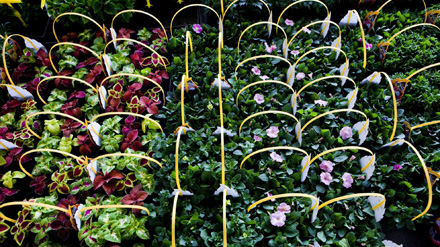 Horticulture - Pépinières
