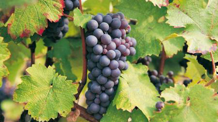 Viticulture