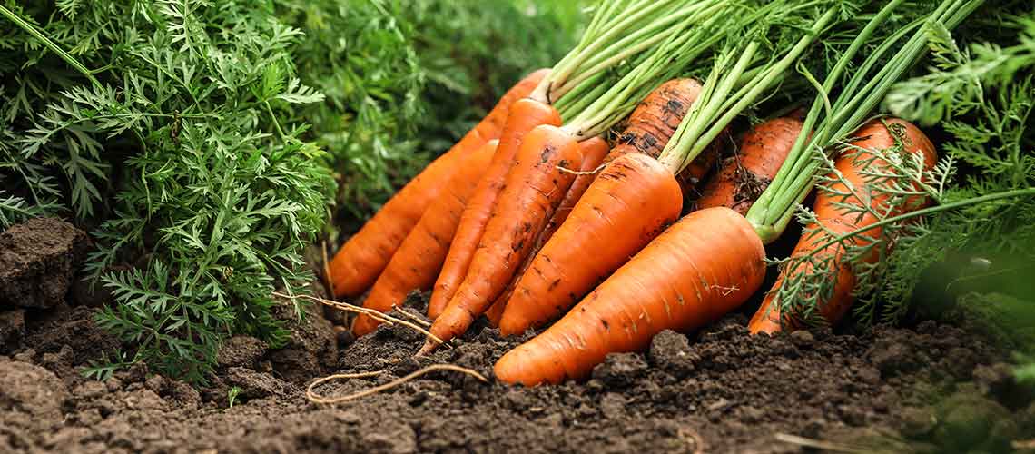 Botte de carottes fraîchement sorties de terre
