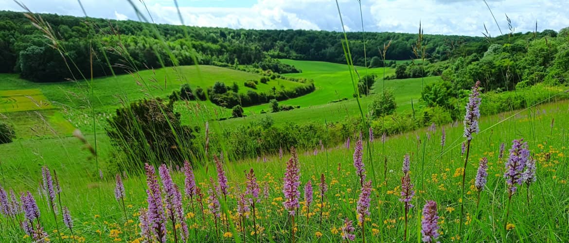 Réserve naturelle régionale de la Vallée des Cailles