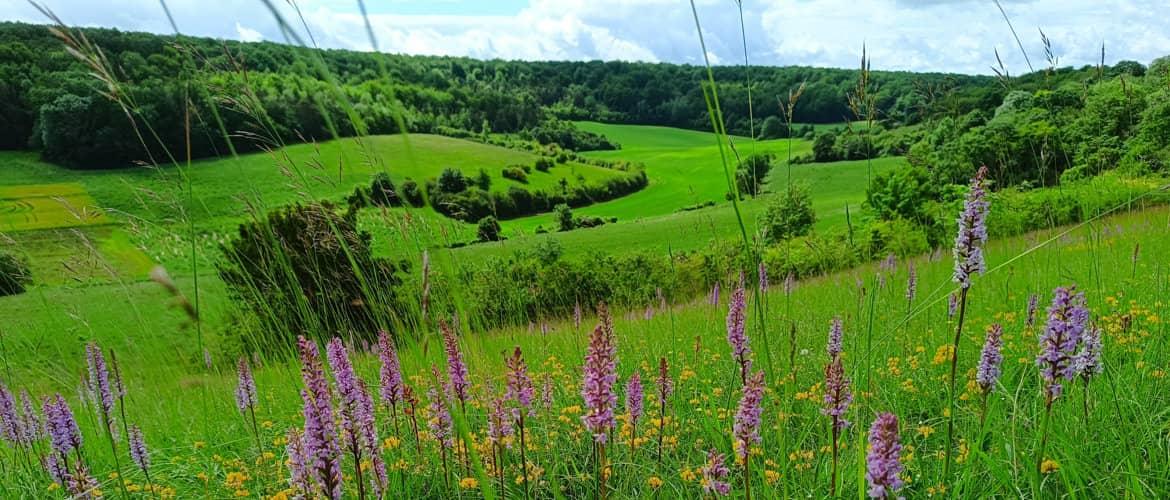 Réserve naturelle régionale de la Vallée des Cailles